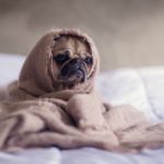 dog with cancer