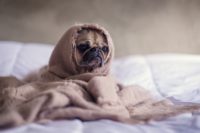 dog with cancer