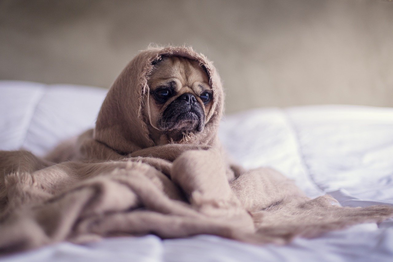 dog with cancer