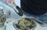 weed