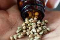 weed seeds
