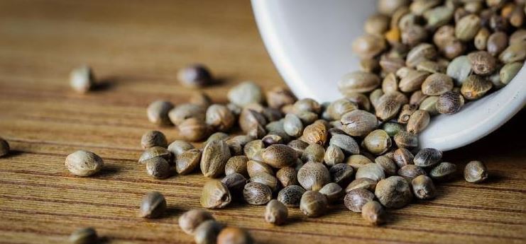 cannabis seeds
